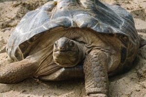 Tortue géante